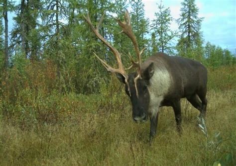 Threatened Quebec caribou herd expecting up to 12 calves this year